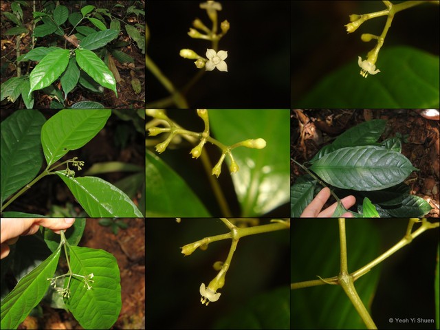 Eumachia rostrata•&copy; Yeoh Yi Shuen•All Rights Reserved