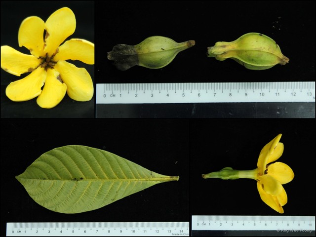 Gardenia carinata•&copy; Ang Wee Foong•All Rights Reserved