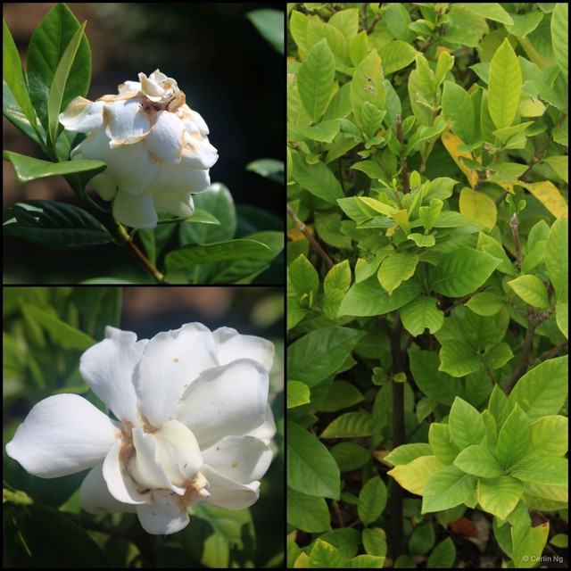 Gardenia jasminoides•&copy; Cerlin Ng•All Rights Reserved