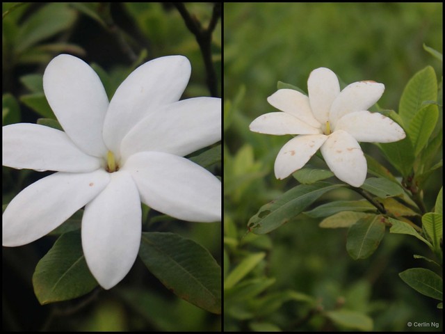 Gardenia scabrella•&copy; Cerlin Ng•All Rights Reserved
