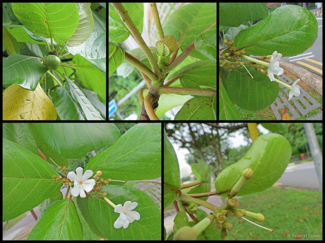 Guettarda speciosa•&copy; Yeoh Yi Shuen•All Rights Reserved