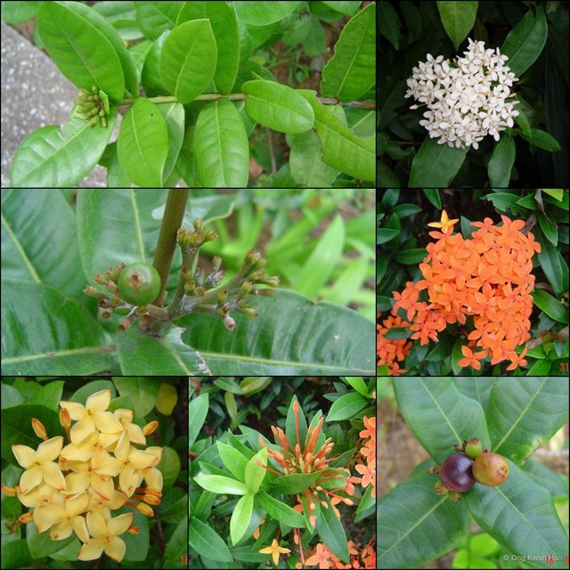 Ixora chinensis•&copy; Ong Kwan Han•All Rights Reserved