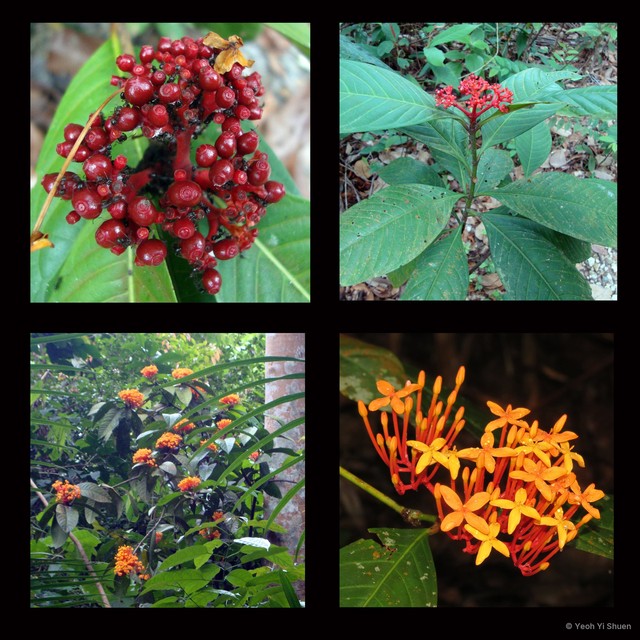 Ixora congesta•&copy; Yeoh Yi Shuen•All Rights Reserved