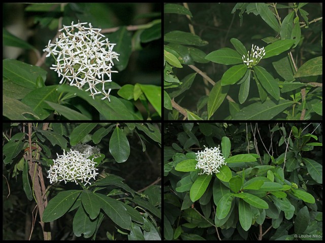 Ixora finlaysoniana•&copy; Louise Neo•All Rights Reserved