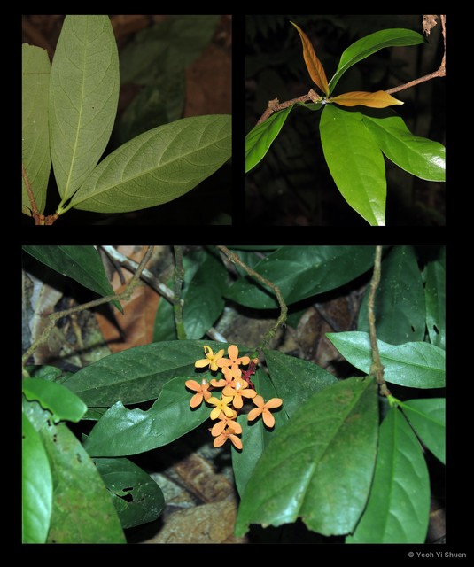 Ixora javanica•&copy; Yeoh Yi Shuen•All Rights Reserved