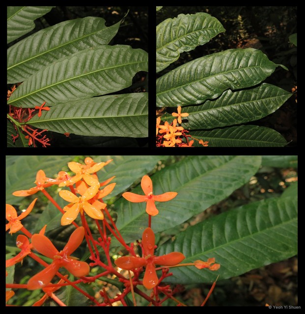 Ixora lobbii•&copy; Yeoh Yi Shuen•All Rights Reserved
