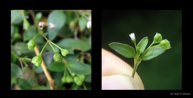 Leptopetalum biflorum•&copy; Yeoh Yi Shuen•All Rights Reserved