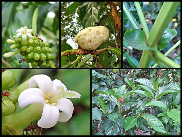 Morinda citrifolia•&copy; Ong Kwan Han•All Rights Reserved
