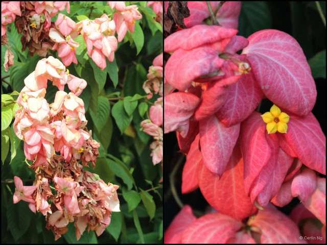 Mussaenda erythrophylla•&copy; Cerlin Ng•All Rights Reserved