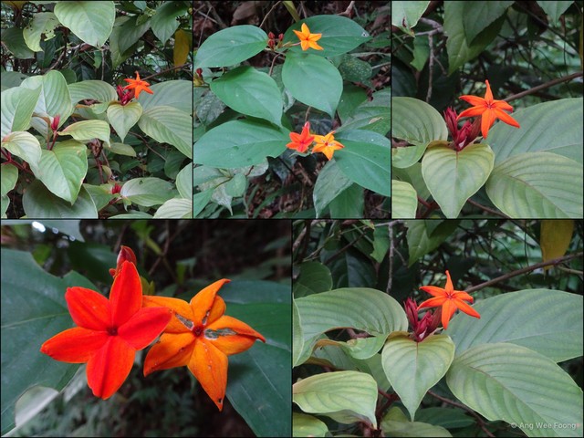 Mussaenda maingayi•&copy; Ang Wee Foong•All Rights Reserved
