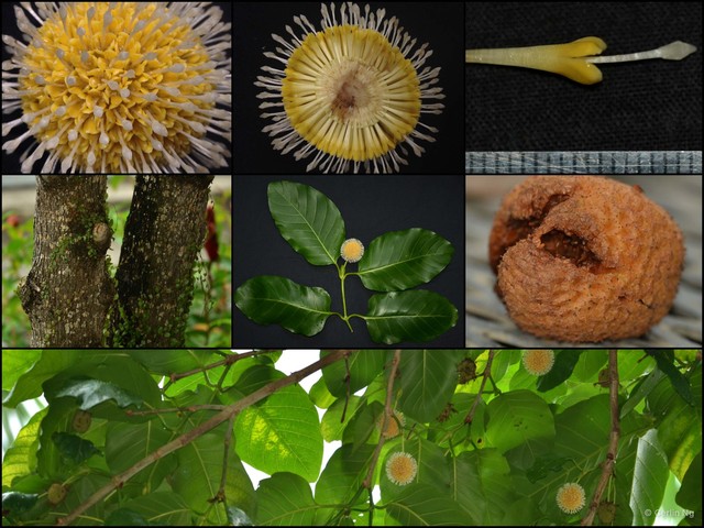 Neolamarckia cadamba•&copy; Cerlin Ng•All Rights Reserved