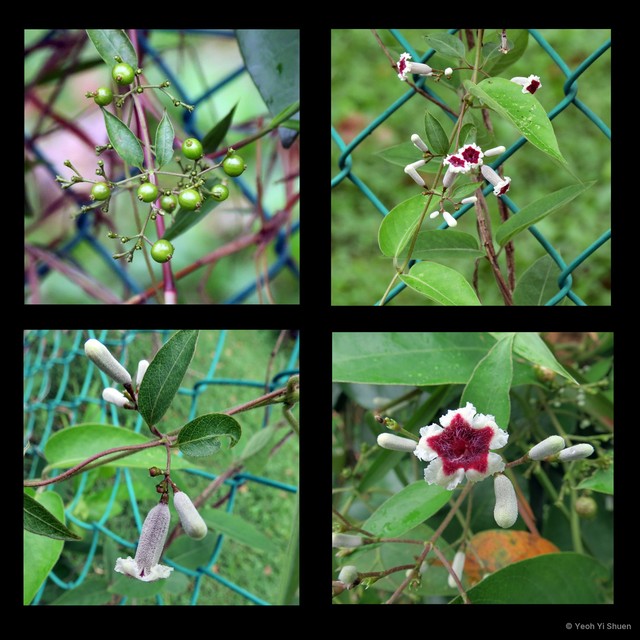 Paederia foetida•&copy; Yeoh Yi Shuen•All Rights Reserved