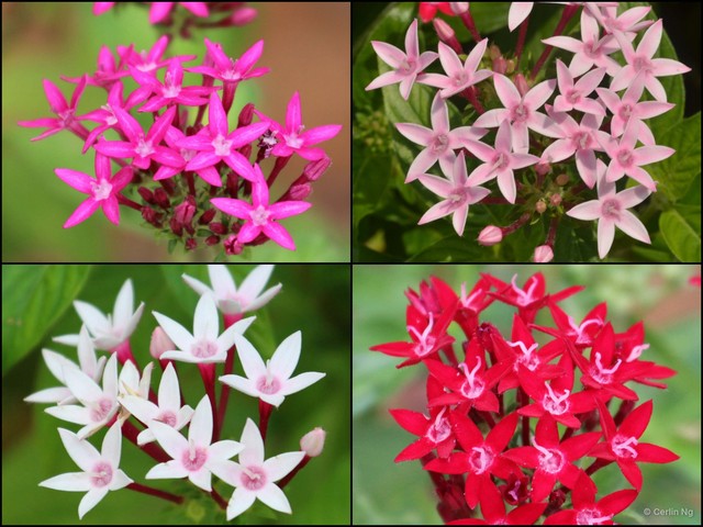 Pentas lanceolata•&copy; Cerlin Ng•All Rights Reserved