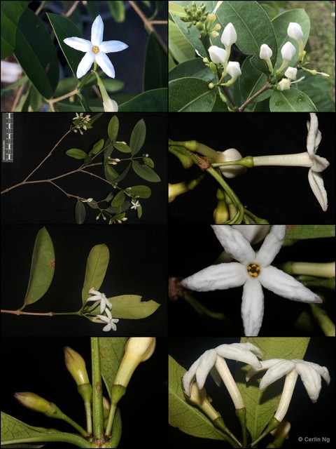 Prismatomeris tetrandra malayana•&copy; Cerlin Ng•All Rights Reserved