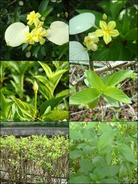 Pseudomussaenda flava•&copy; Ong Kwan Han•All Rights Reserved
