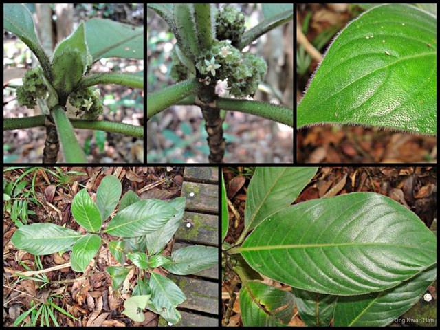 Psychotria helferiana•&copy; Ong Kwan Han•All Rights Reserved
