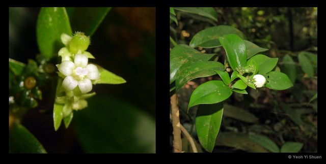 Psychotria maingayi•&copy; Yeoh Yi Shuen•All Rights Reserved