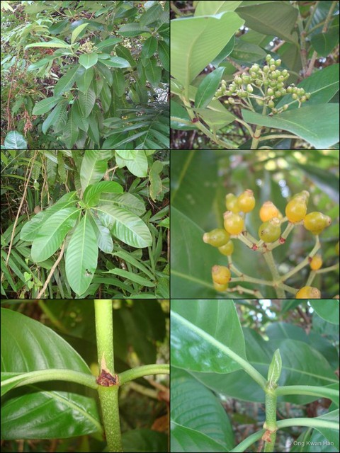 Psychotria malayana•&copy; Ong Kwan Han•All Rights Reserved