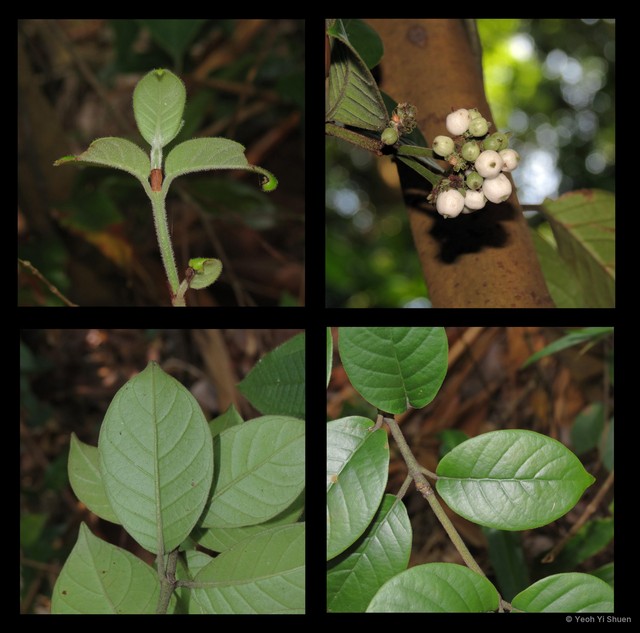 Psychotria ovoidea•&copy; Yeoh Yi Shuen•All Rights Reserved