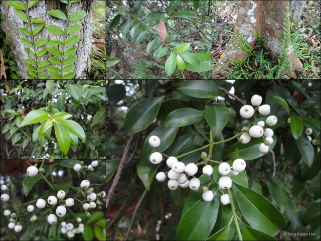 Psychotria sarmentosa•&copy; Ong Kwan Han•All Rights Reserved