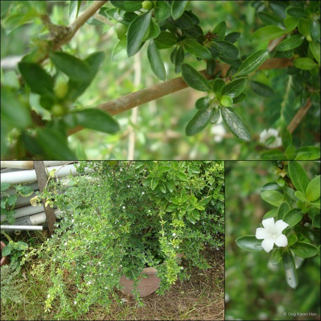 Serissa japonica•&copy; Ong Kwan Han•All Rights Reserved