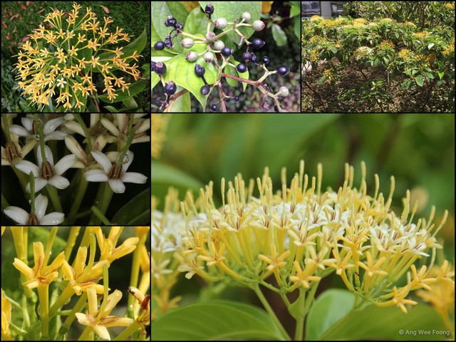Tarenna fragrans•&copy; Ang Wee Foong•All Rights Reserved