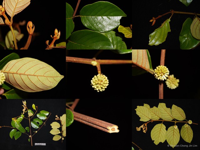 Uncaria borneensis•&copy; Reuben Chong Jin Lim•All Rights Reserved