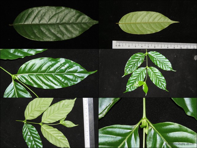 Uncaria lanosa var. glabrata•&copy; Reuben Chong Jin Lim•All Rights Reserved