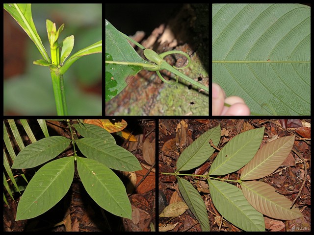 Uncaria longiflora var. pteropoda•&copy; NUSBL•All Rights Reserved