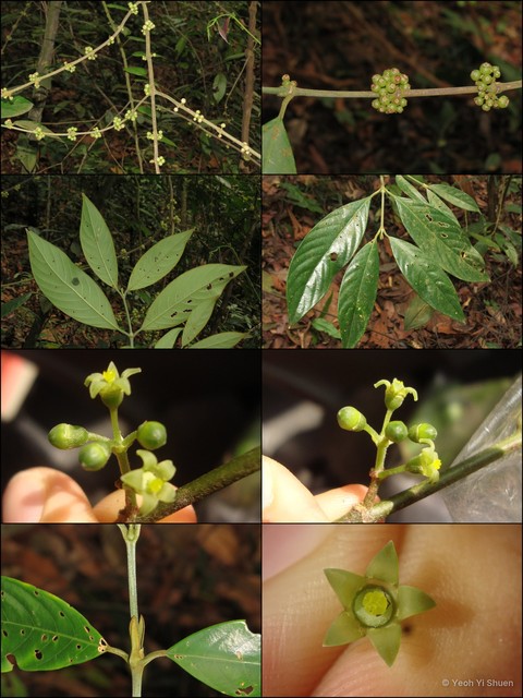Urophyllum arboreum•&copy; Yeoh Yi Shuen•All Rights Reserved