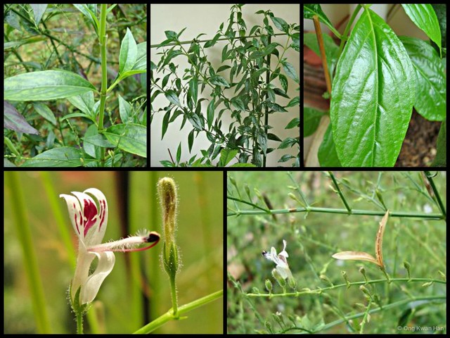 Andrographis paniculata•&copy; Ong Kwan Han•All Rights Reserved