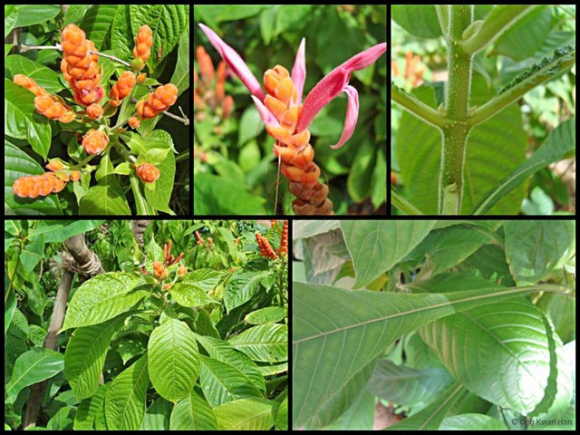 Aphelandra sinclairiana•&copy; Ong Kwan Han•All Rights Reserved