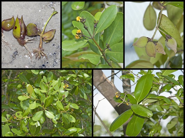 Avicennia officinalis•&copy; Ria Tan•All Rights Reserved