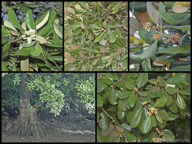 Avicennia rumphiana•&copy; Ria Tan•All Rights Reserved