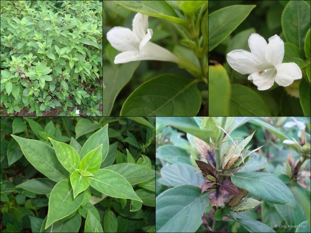 Barleria cristata•&copy; Ong Kwan Han•All Rights Reserved