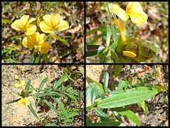 Barleria lupulina Lindl.