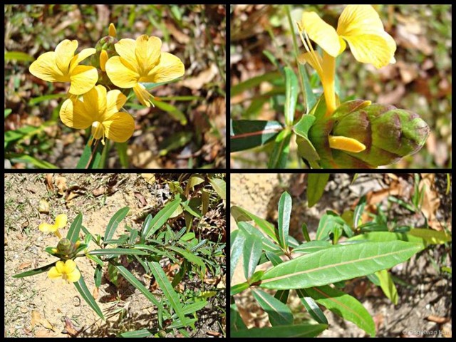 Barleria lupulina•&copy; Ong Kwan Han•All Rights Reserved