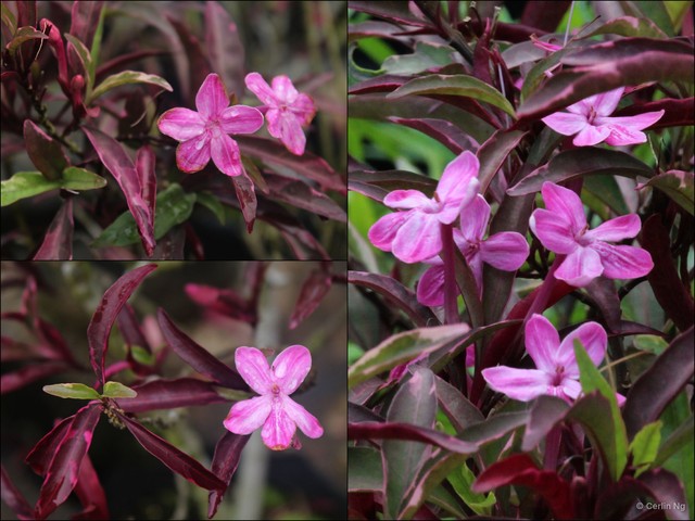 Barleria obtusa•&copy; Cerlin Ng•All Rights Reserved