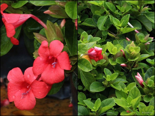 Barleria repens•&copy; Cerlin Ng•All Rights Reserved