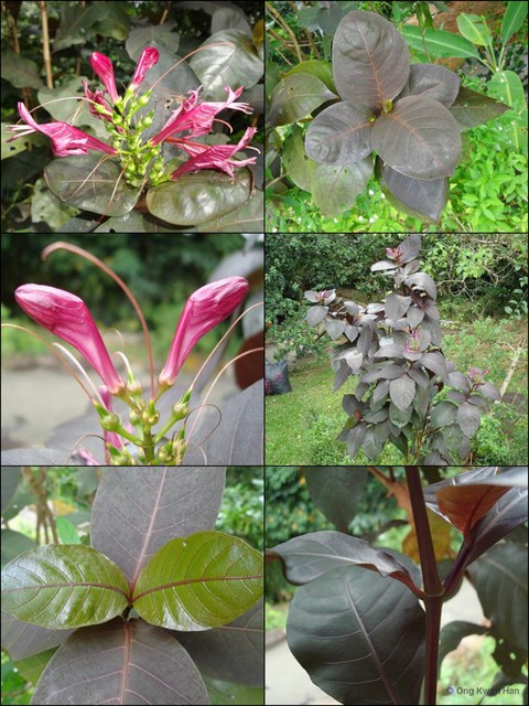 Graptophyllum pictum•&copy; Ong Kwan Han•All Rights Reserved