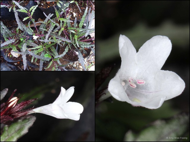 Hemigraphis repanda•&copy; Ang Wee Foong•All Rights Reserved