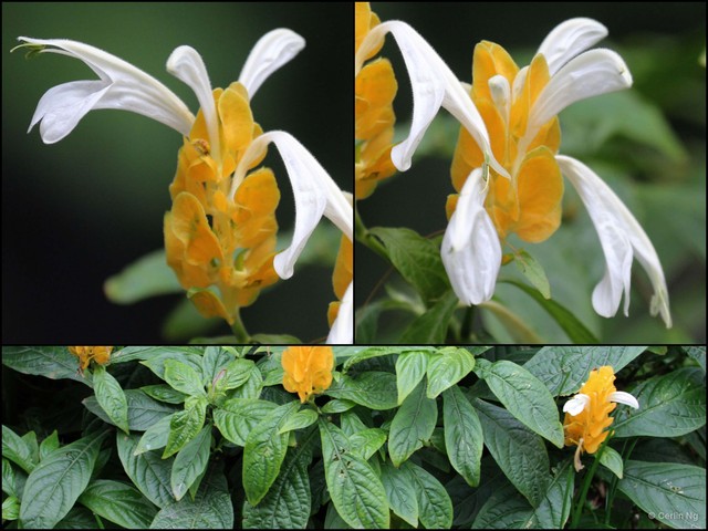Pachystachys lutea•&copy; Cerlin Ng•All Rights Reserved