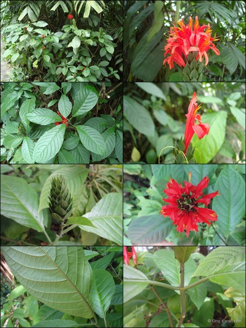 Pachystachys spicata•&copy; Ong Kwan Han•All Rights Reserved