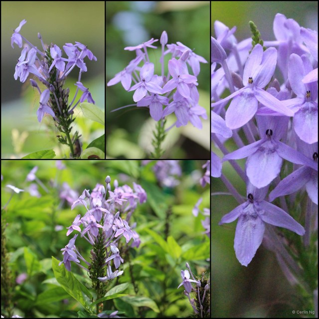 Pseuderanthemum graciliflorum•&copy; Cerlin Ng•All Rights Reserved