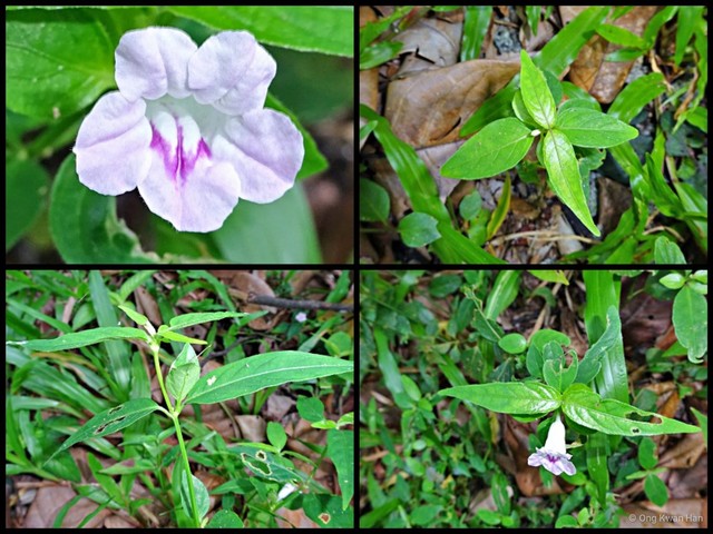 Ruellia repens•&copy; Ong Kwan Han•All Rights Reserved