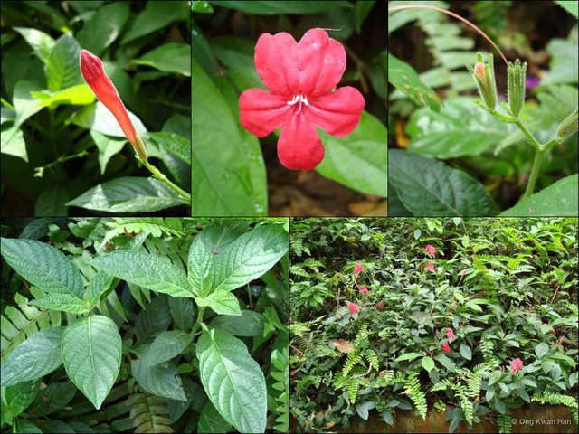 Ruellia rosea•&copy; Ong Kwan Han•All Rights Reserved