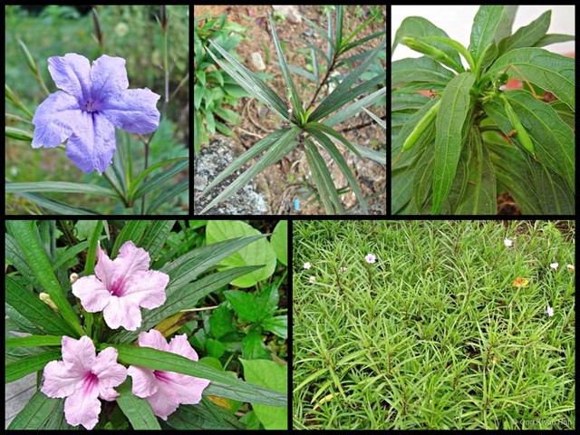 Ruellia simplex•&copy; Ong Kwan Han•All Rights Reserved