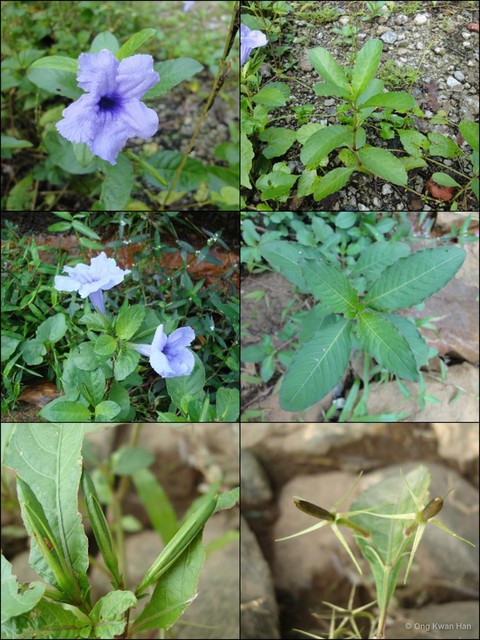 Ruellia tuberosa•&copy; Ong Kwan Han•All Rights Reserved