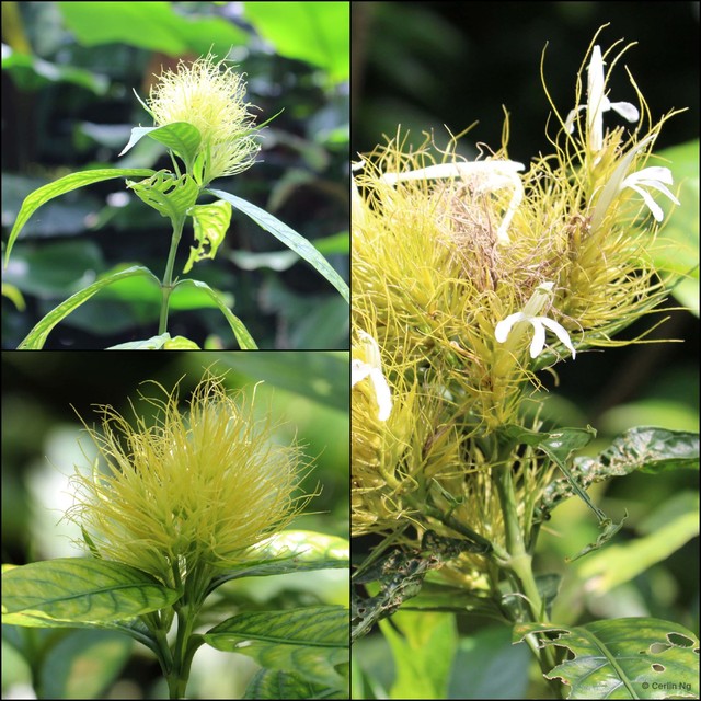 Schaueria calytricha•&copy; Cerlin Ng•All Rights Reserved