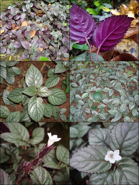 Strobilanthes alternata•&copy; Ong Kwan Han•All Rights Reserved